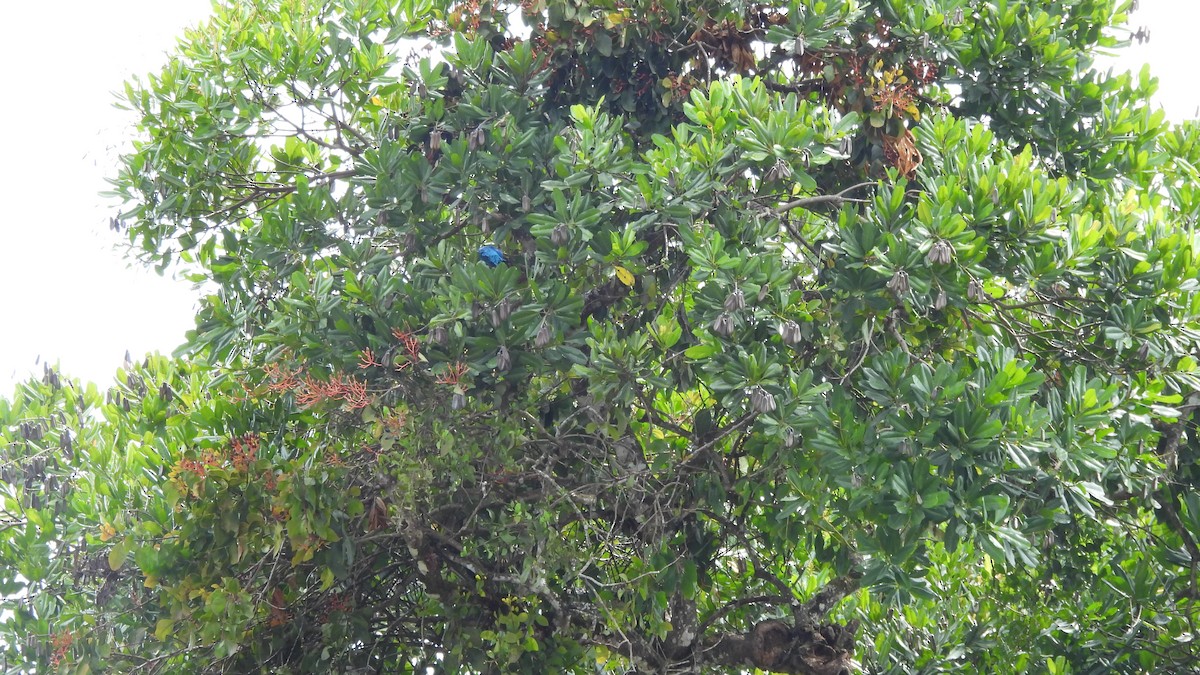 Cotinga turquoise - ML619347203