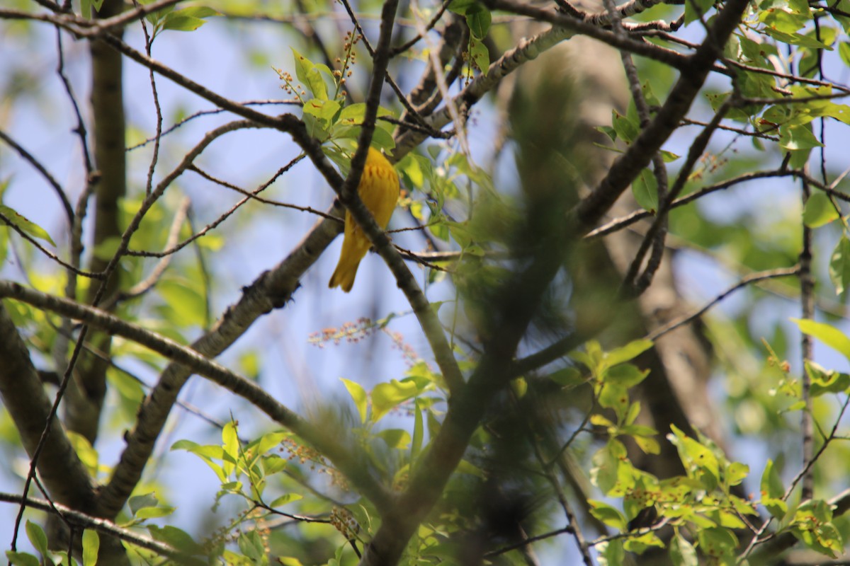 Yellow Warbler - ML619347210