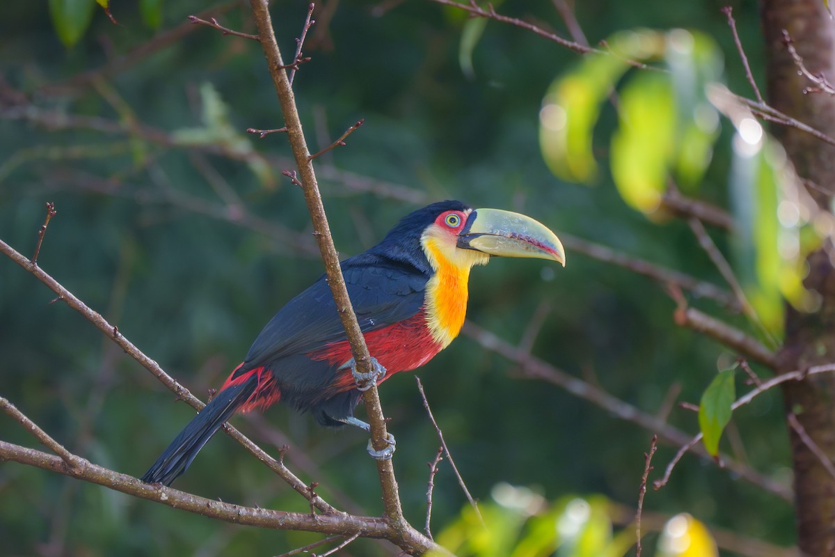 Red-breasted Toucan - ML619347240