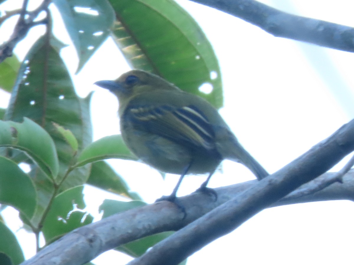 Olive-faced Flatbill - ML619347241