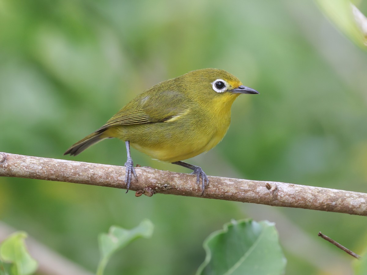 Yellowish White-eye - Zosterops nigrorum - Birds of the World