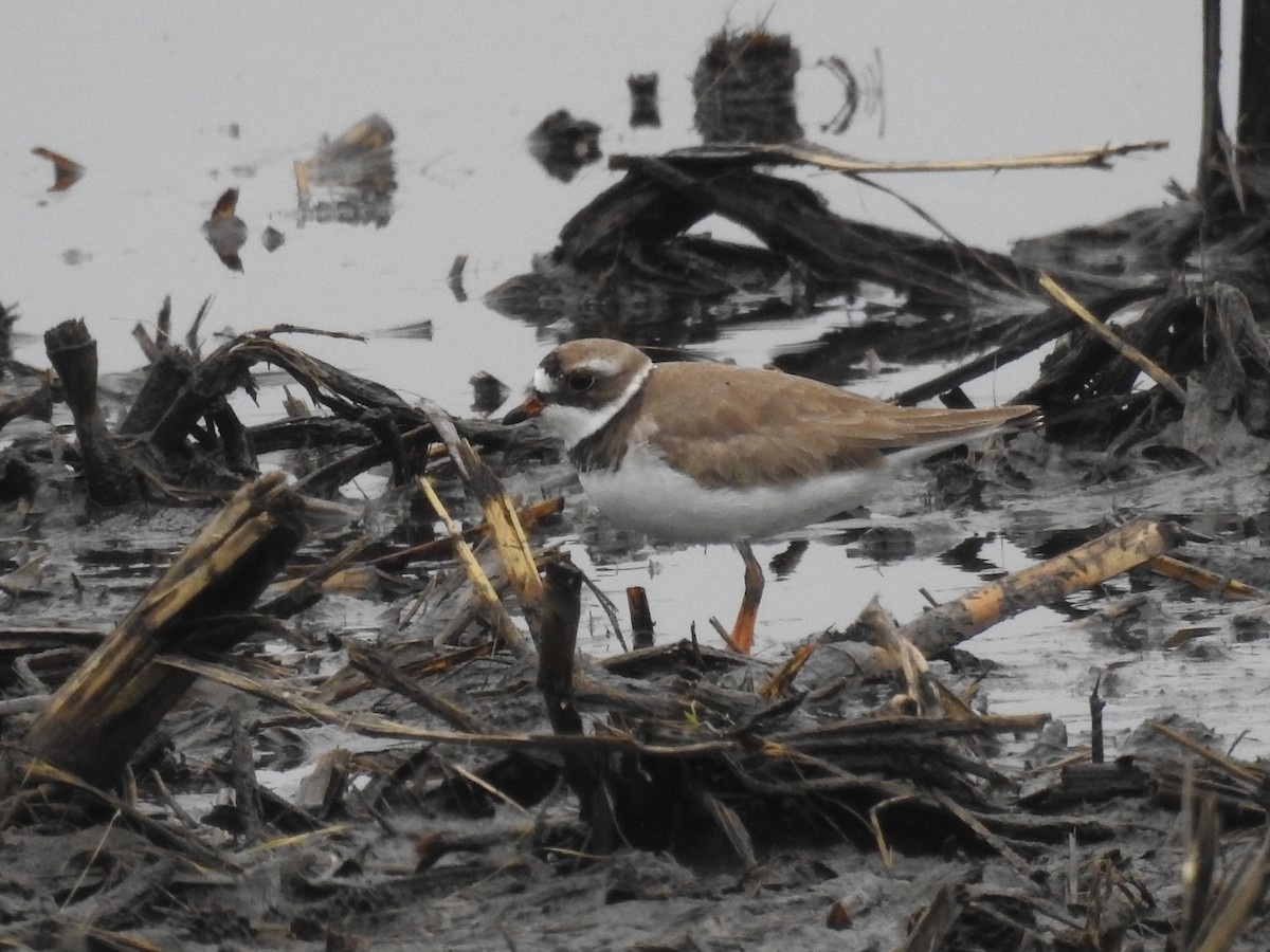 Semipalmated Plover - ML619347300