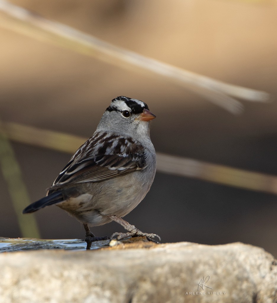 White-crowned Sparrow (Dark-lored) - ML619347319