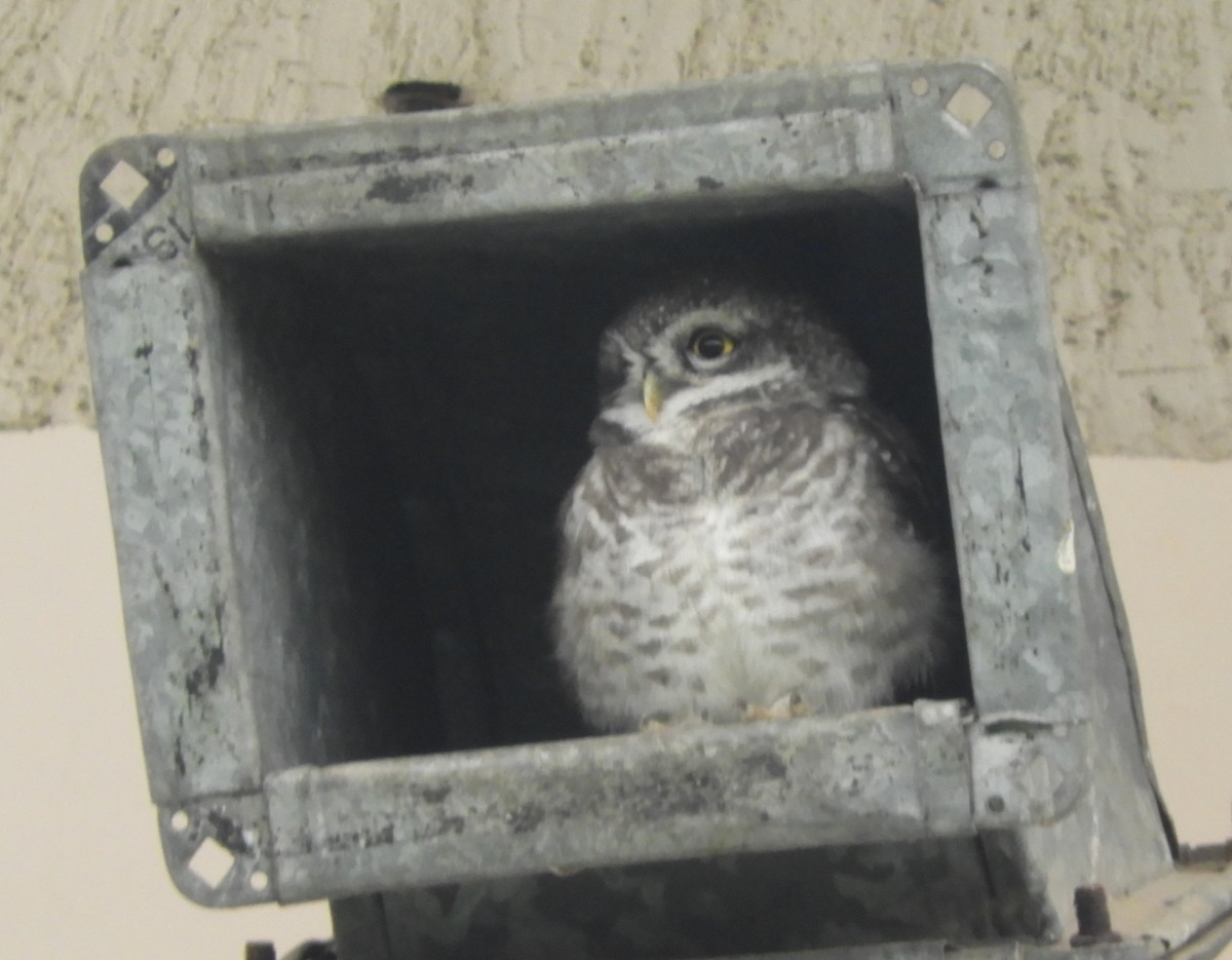 Spotted Owlet - ML619347339