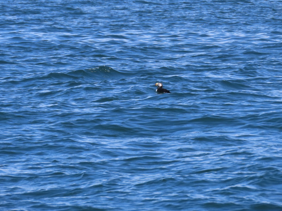 Horned Puffin - ML619347354
