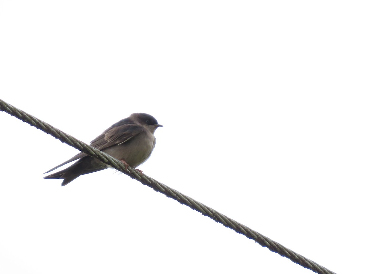 Brown-bellied Swallow - ML619347360