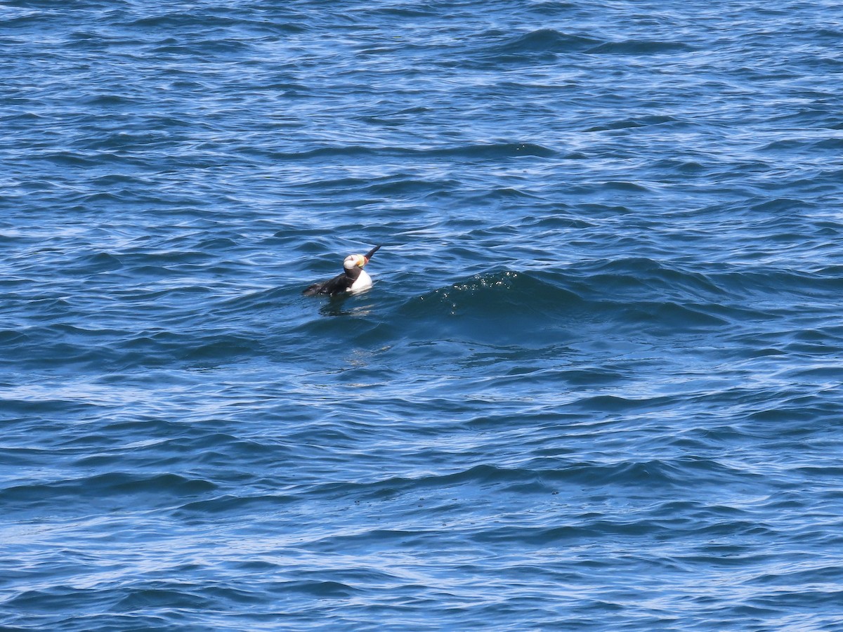 Horned Puffin - ML619347363