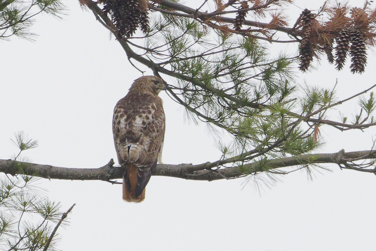Red-tailed Hawk - ML619347446