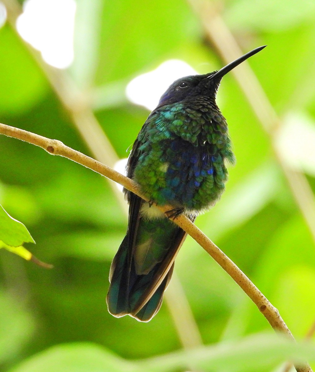 kolibřík modrolící - ML619347462