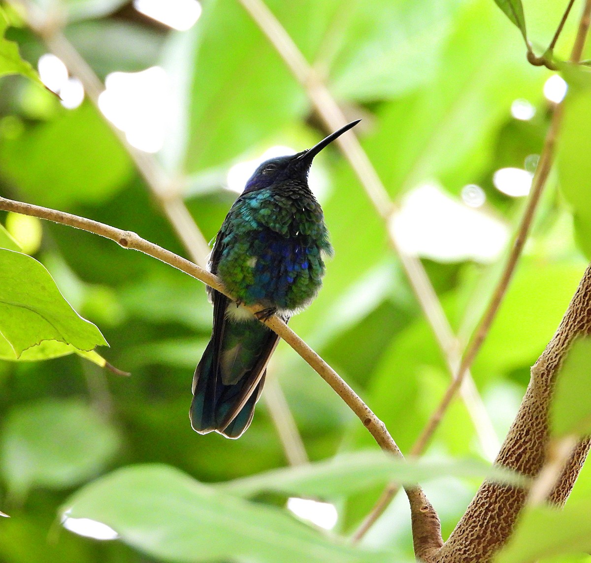 kolibřík modrolící - ML619347464