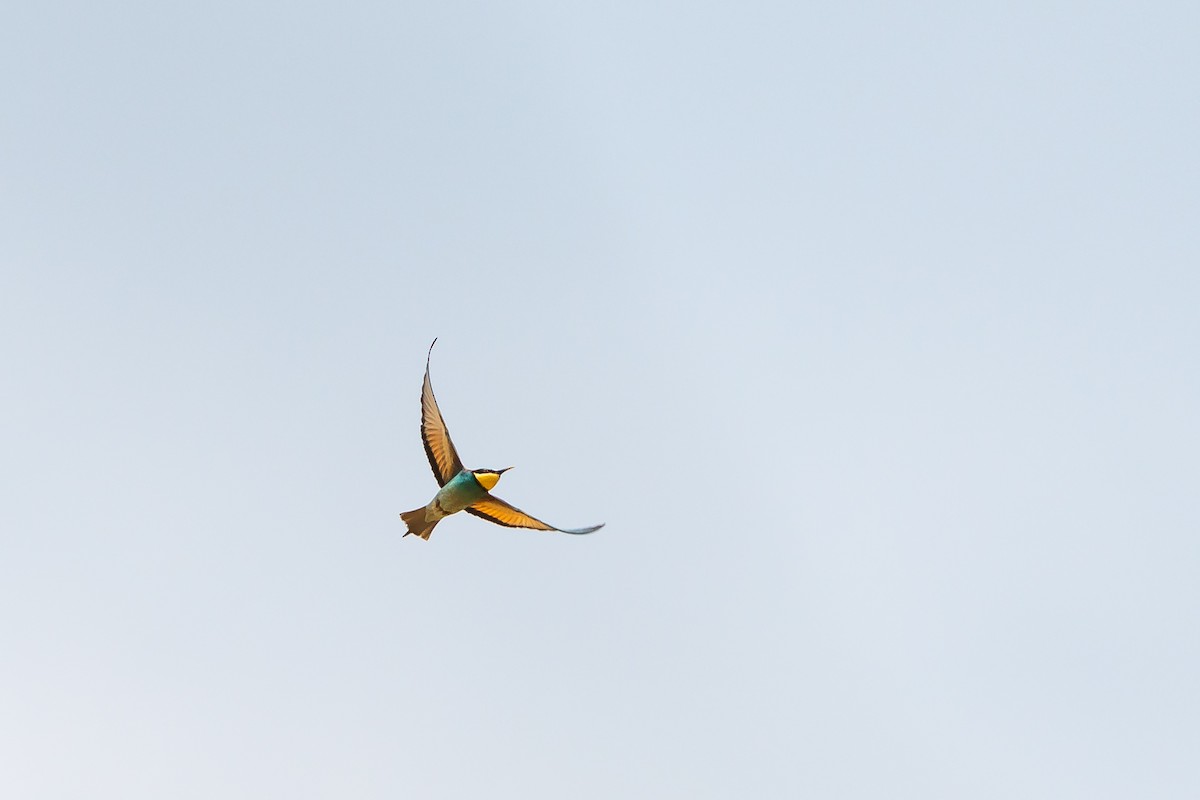 European Bee-eater - ML619347481