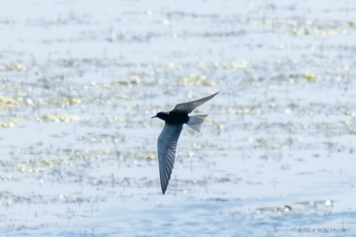 Black Tern - ML619347494