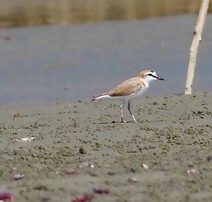 White-fronted Plover - ML619347501
