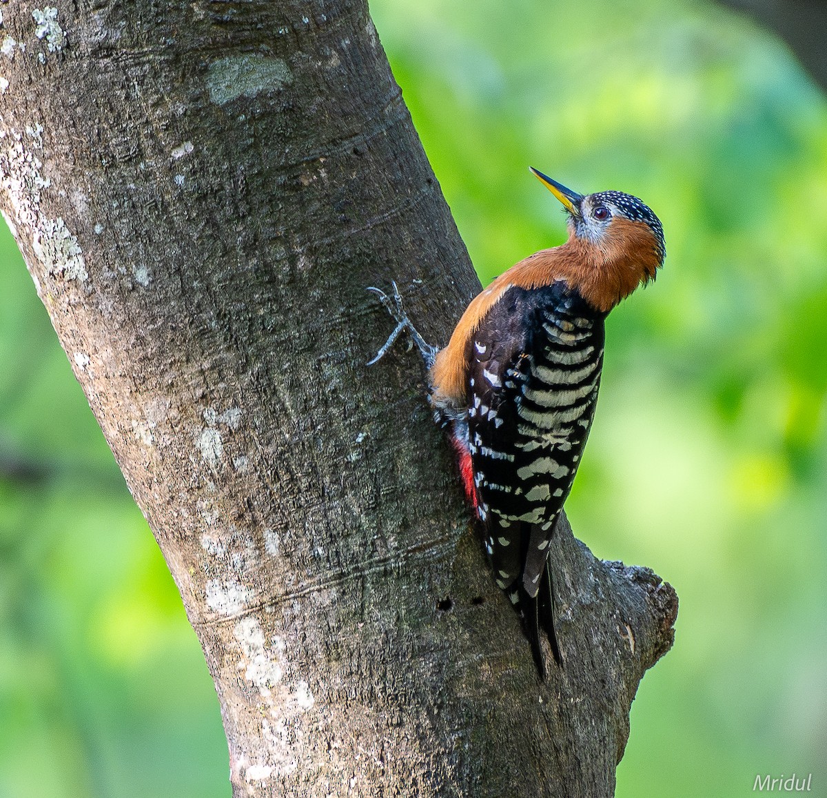 Rufous-bellied Woodpecker - ML619347507
