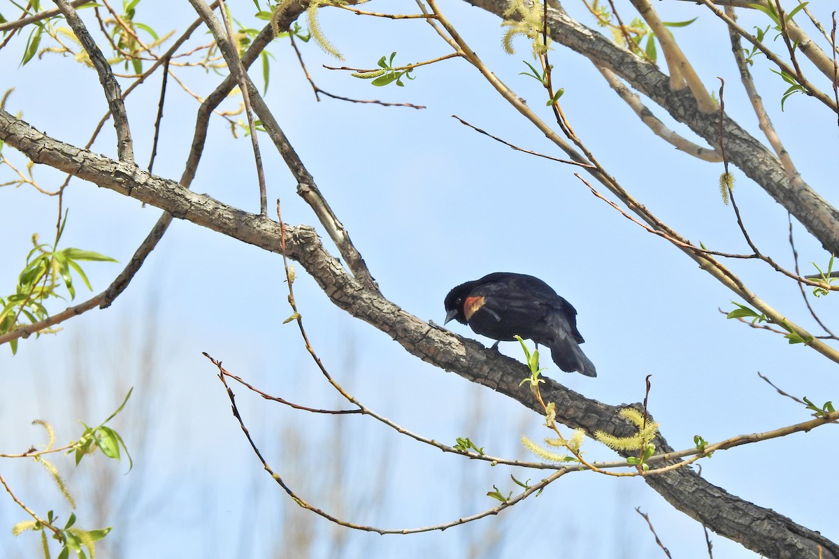 Red-winged Blackbird - ML619347529