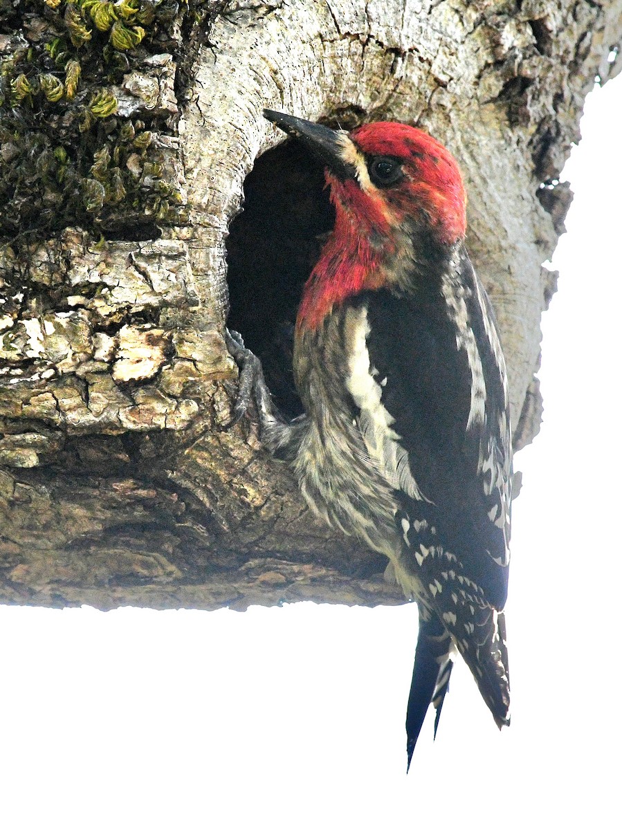Red-breasted Sapsucker - ML619347530