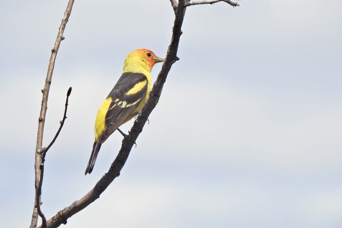 Western Tanager - ML619347550