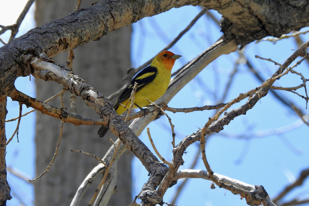 Western Tanager - ML619347552