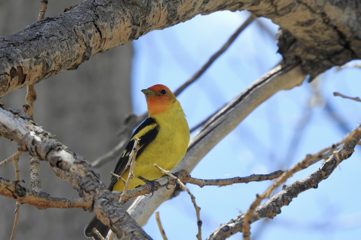 Western Tanager - ML619347553