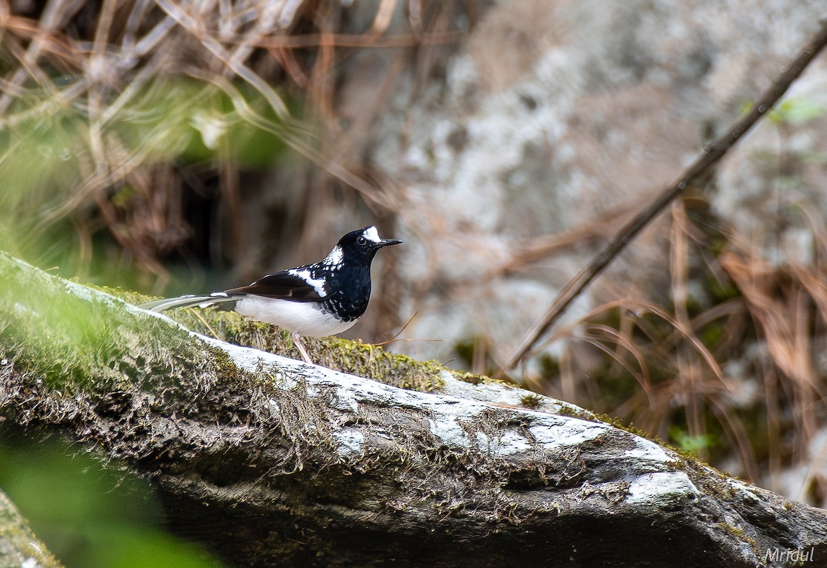 Spotted Forktail - ML619347567