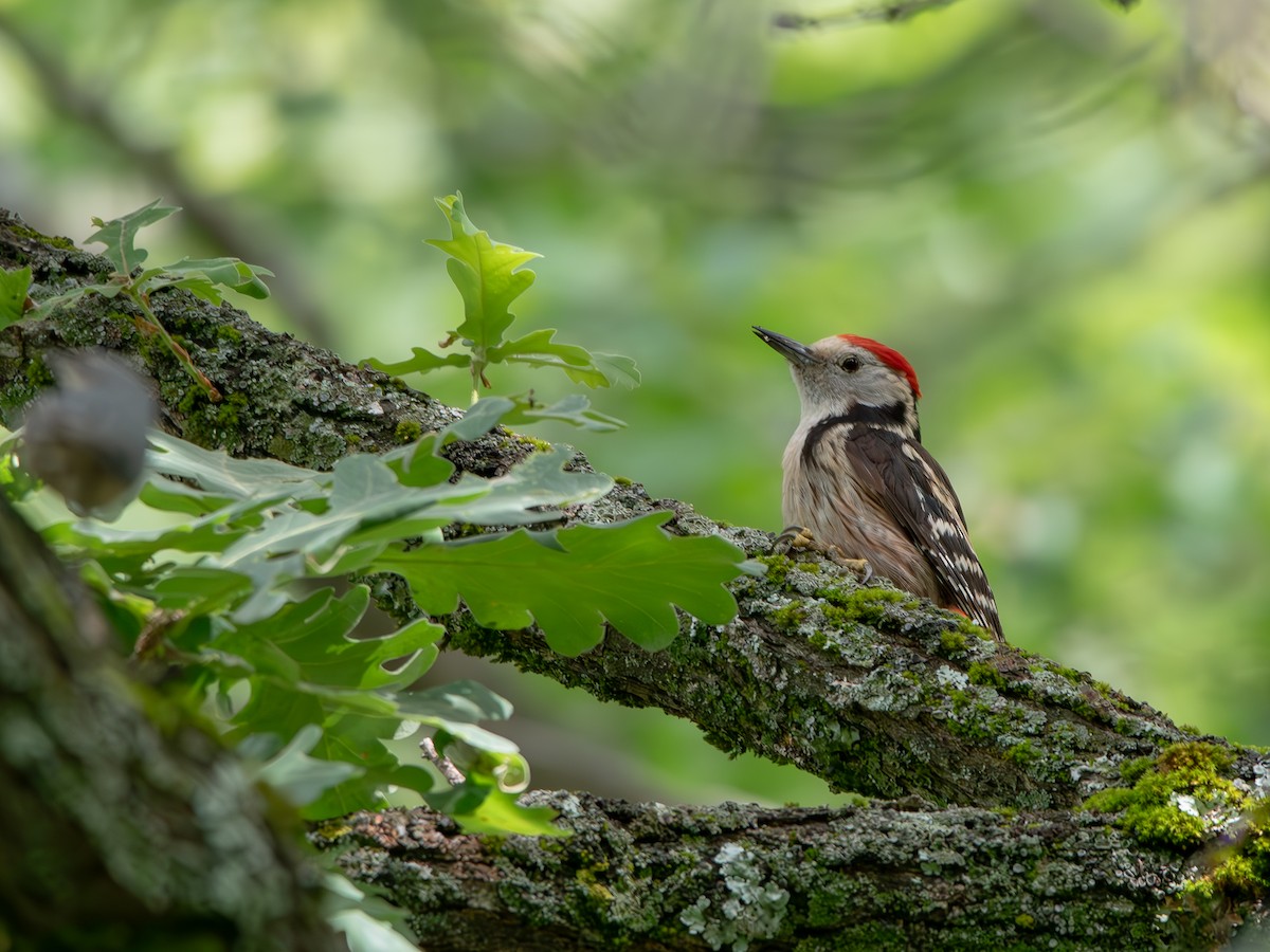 Middle Spotted Woodpecker - ML619347572