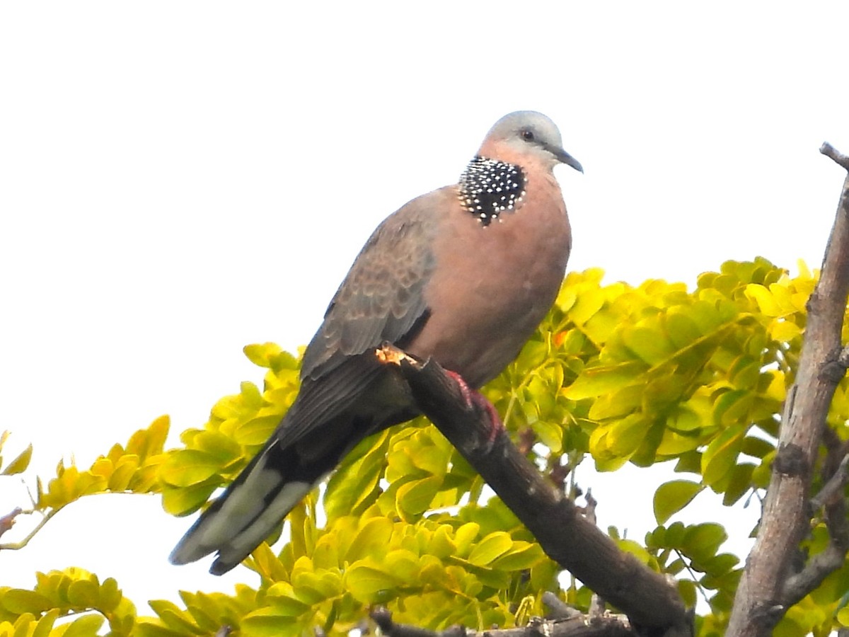 Spotted Dove - ML619347585