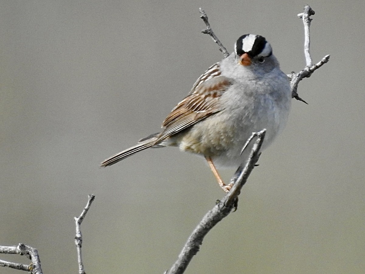 White-crowned Sparrow - ML619347648