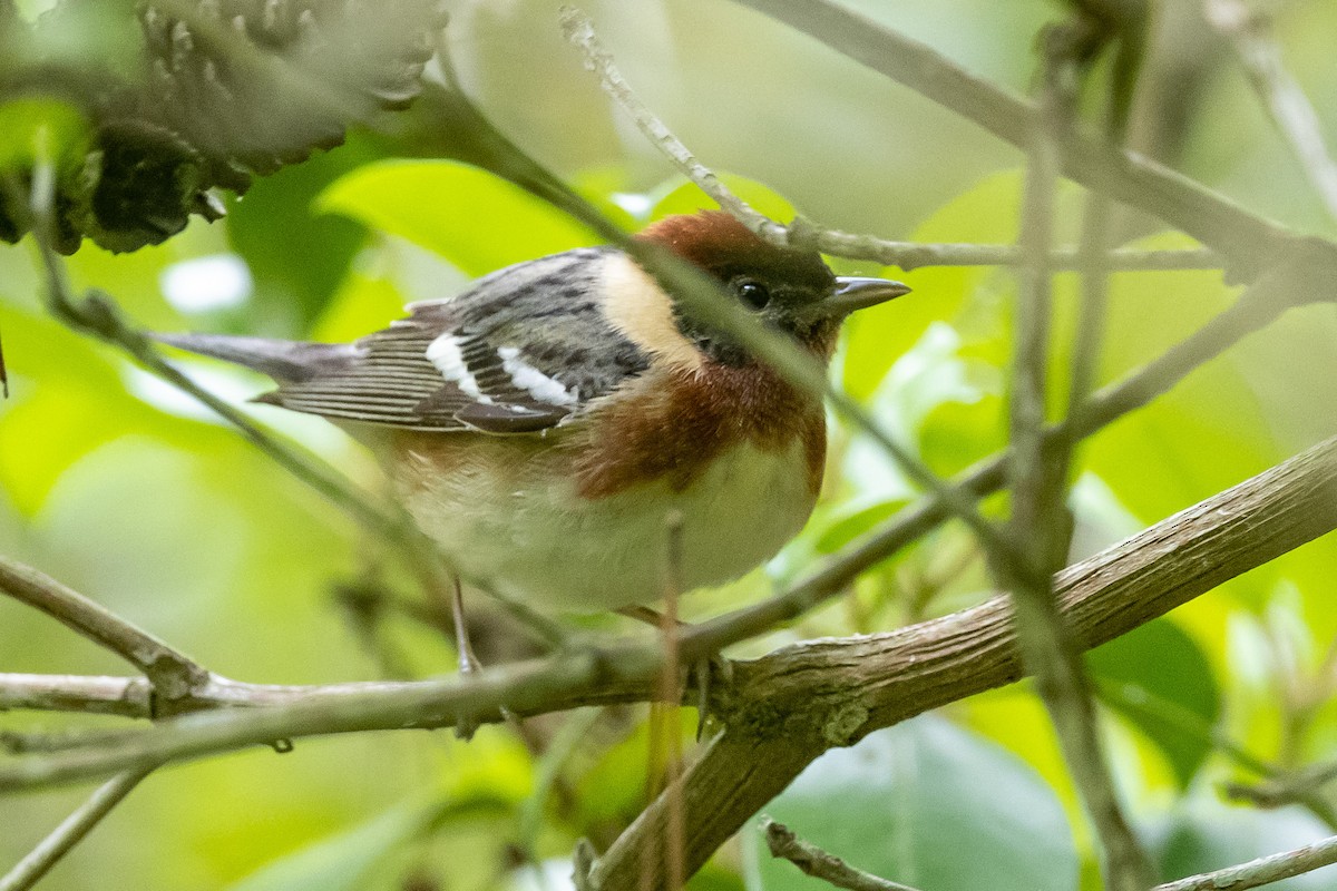 Bay-breasted Warbler - ML619347656