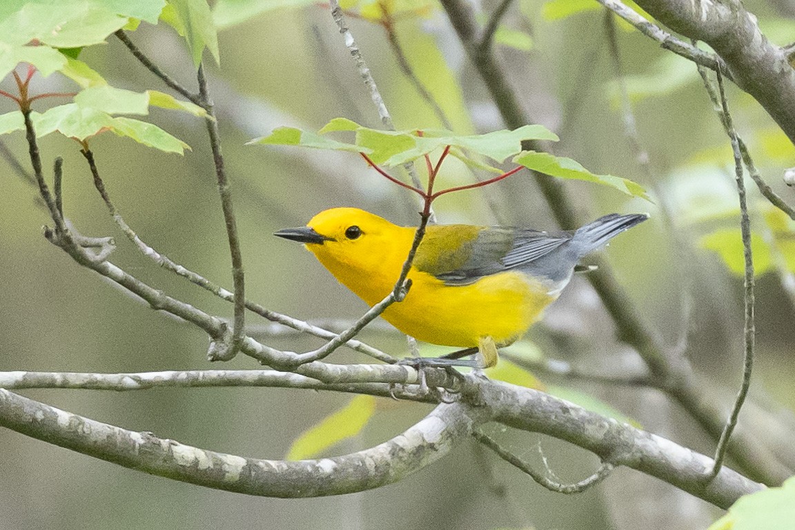 Prothonotary Warbler - ML619347680
