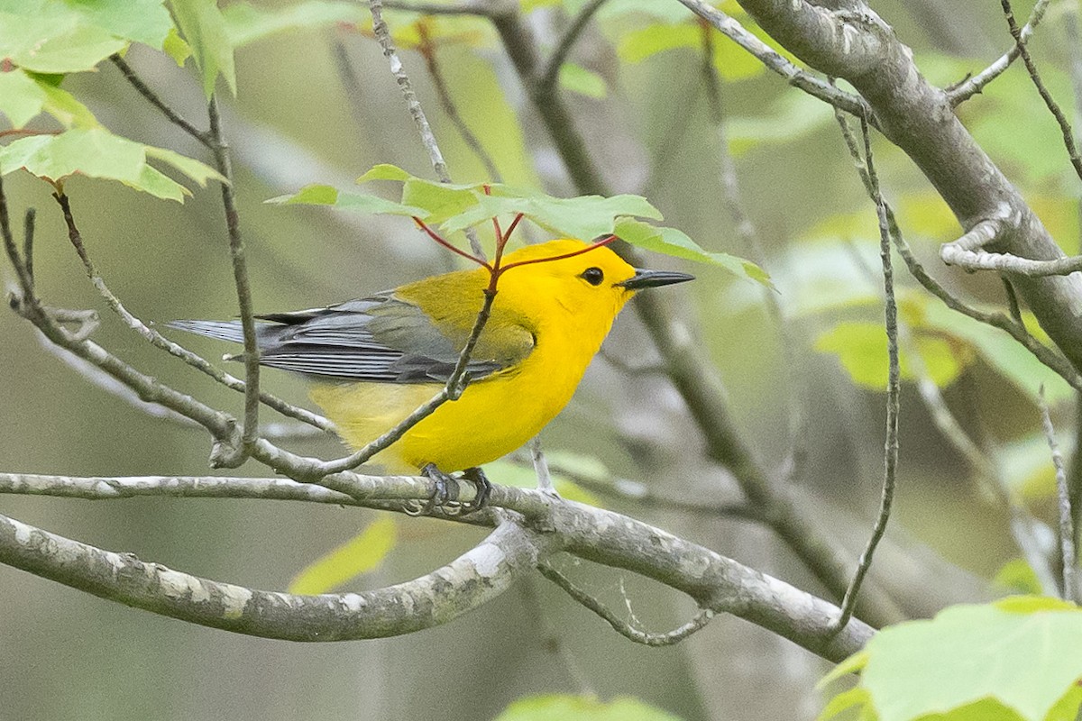 Prothonotary Warbler - ML619347690