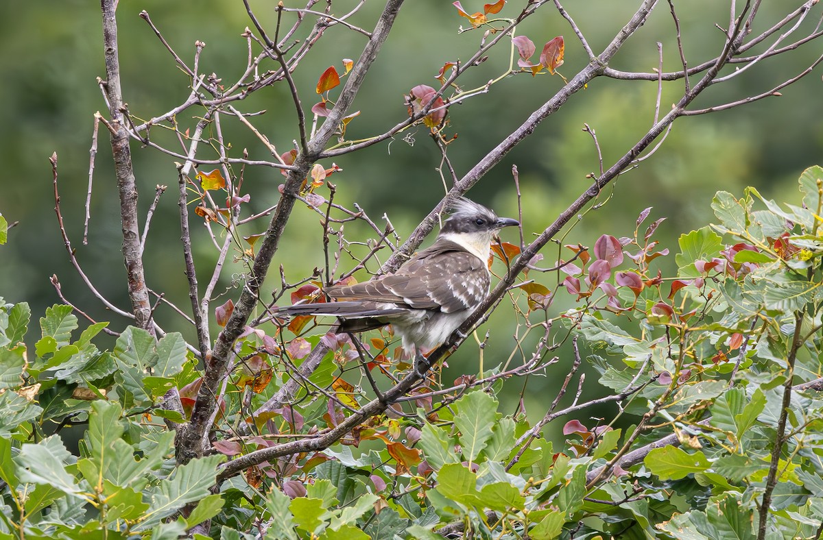 Great Spotted Cuckoo - ML619347708