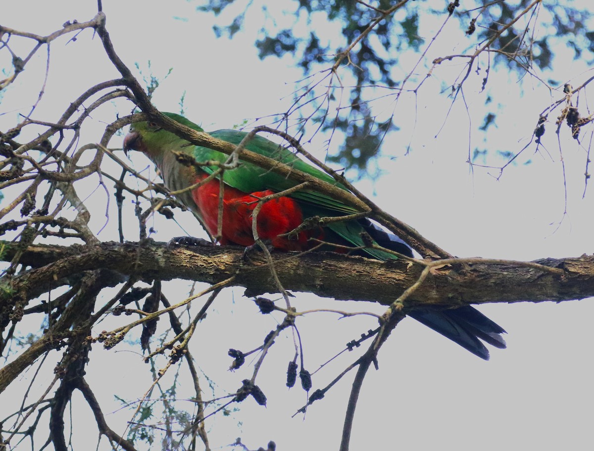 Australian King-Parrot - ML619347716