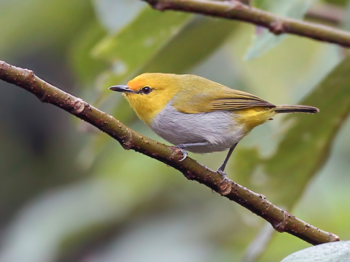 Yellow-spectacled Heleia - Heleia wallacei - Birds of the World