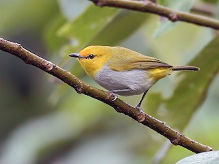 Yellow-spectacled Heleia - Heleia Wallacei - Birds Of The World