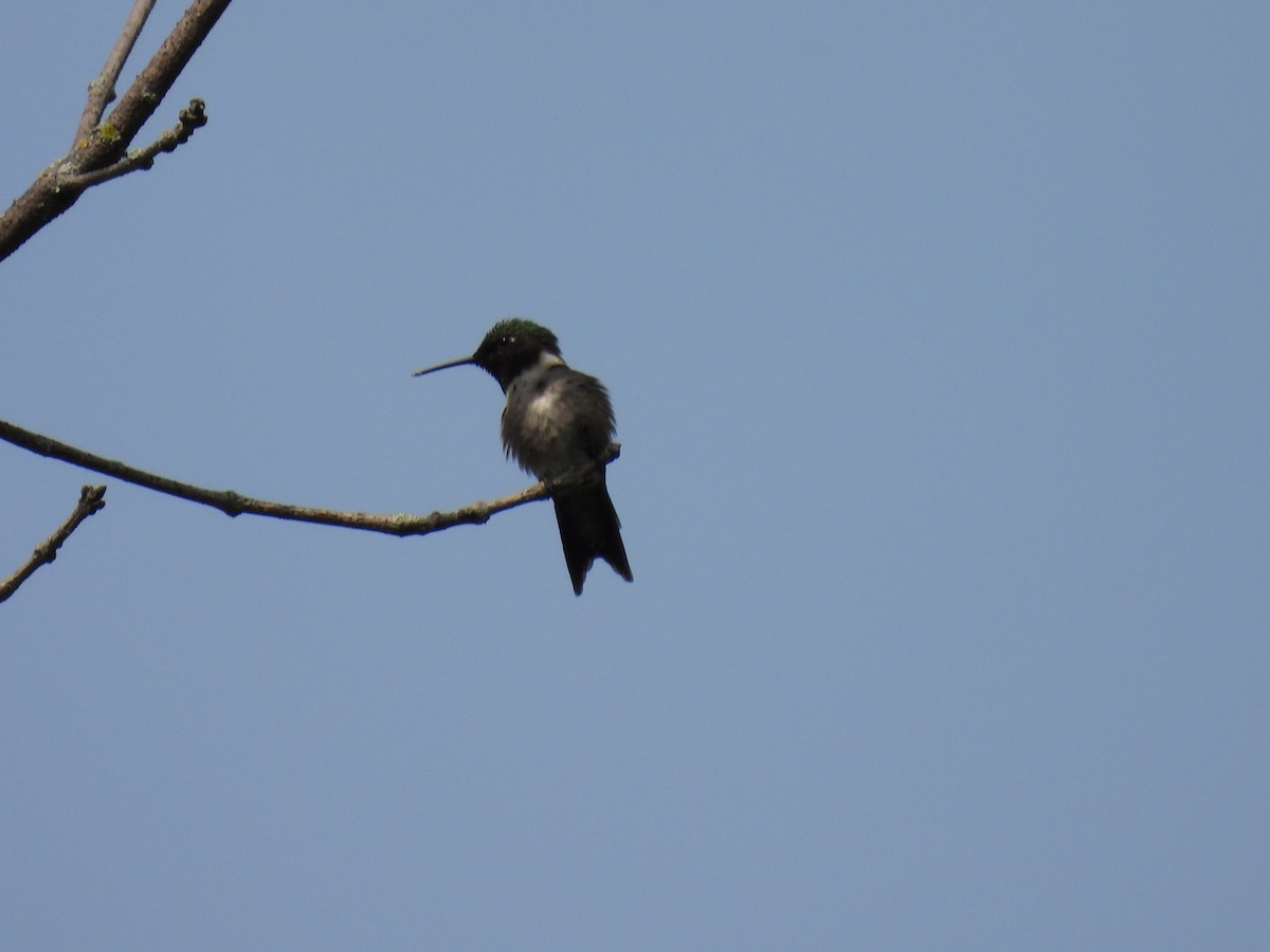 Ruby-throated Hummingbird - ML619347853