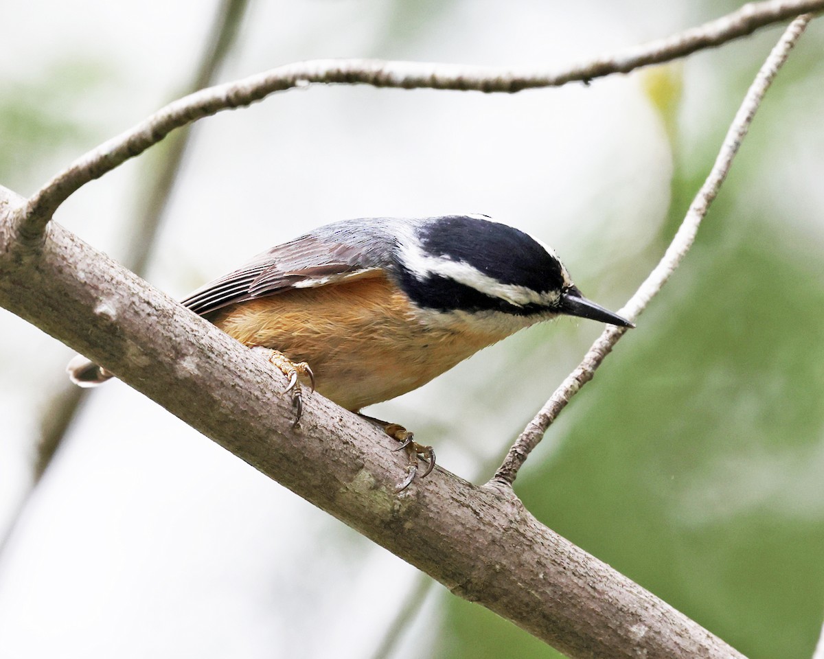 Red-breasted Nuthatch - ML619347887