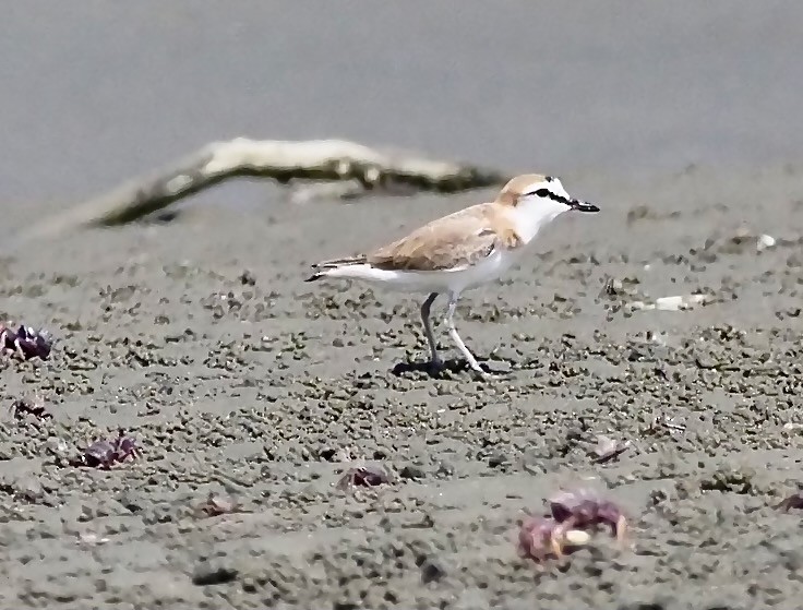 White-fronted Plover - ML619347912