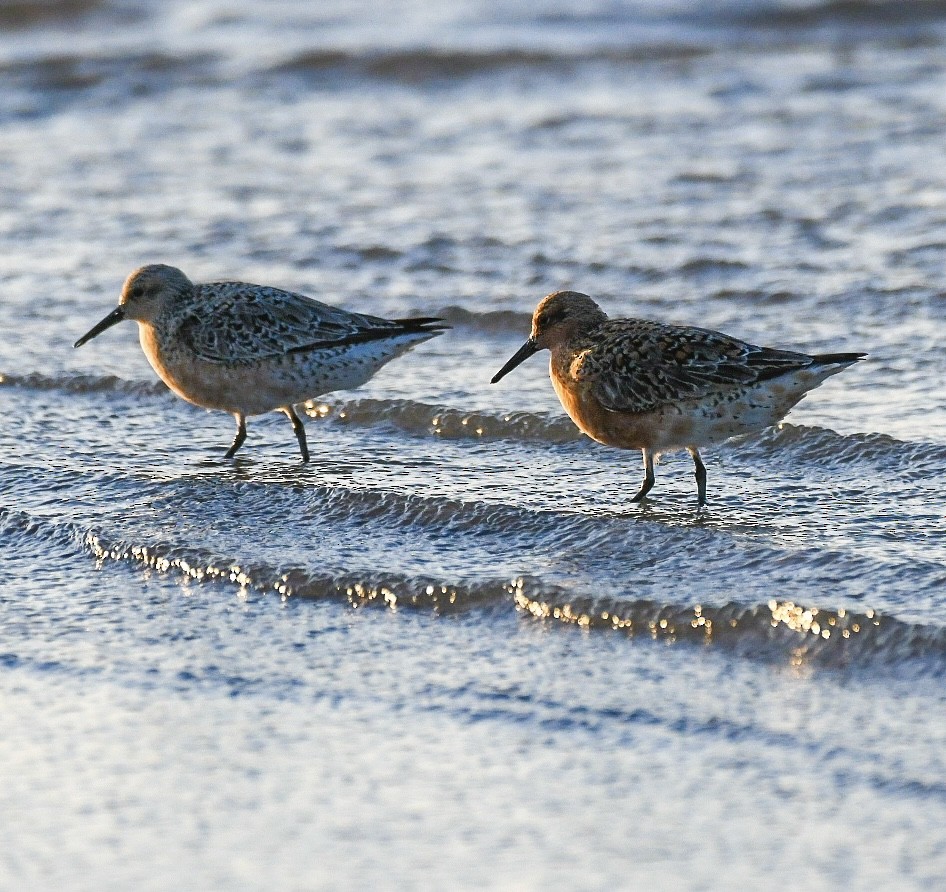 Red Knot - ML619347940