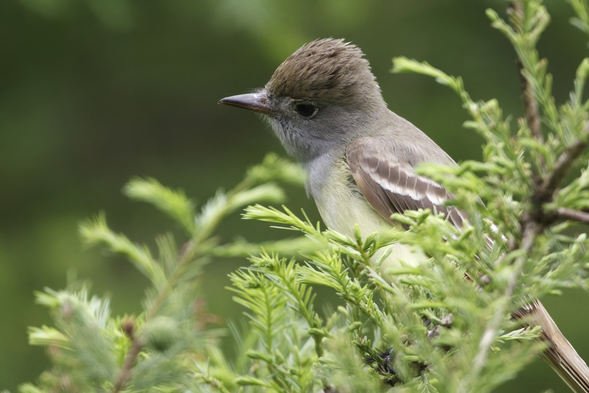 Great Crested Flycatcher - ML619347957