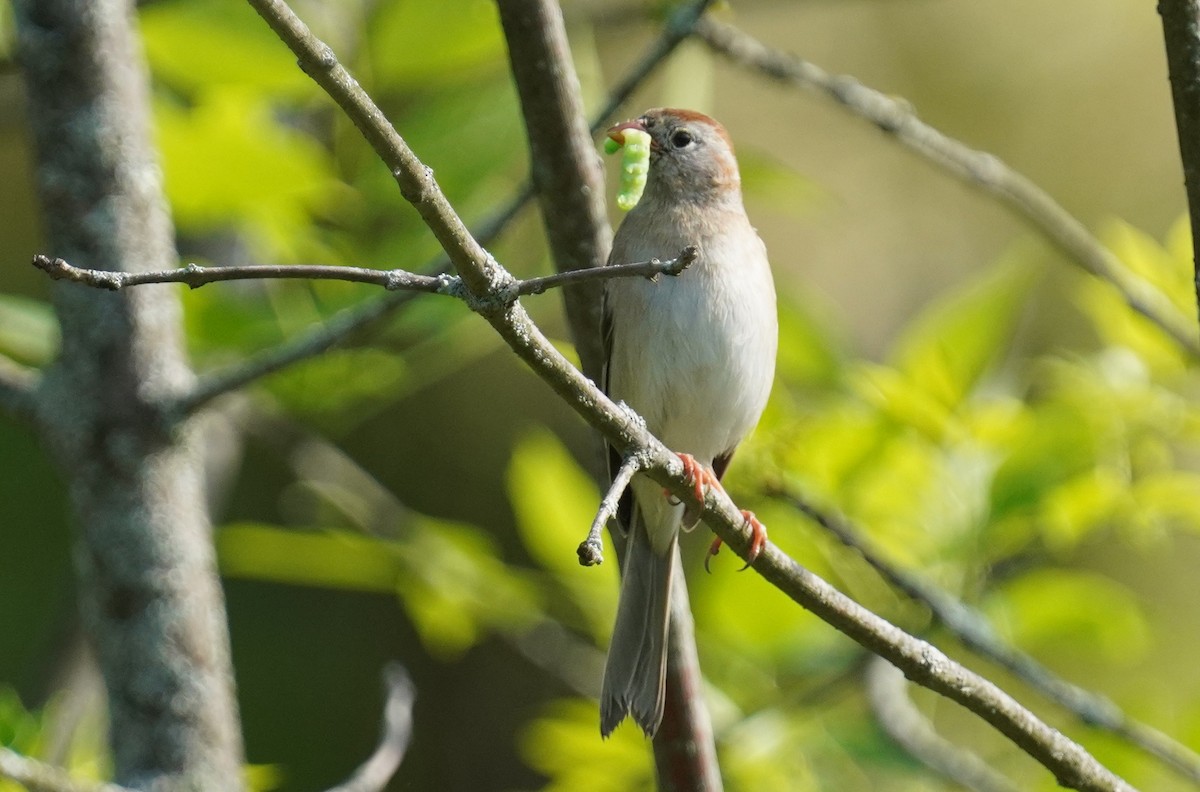 Field Sparrow - ML619347998