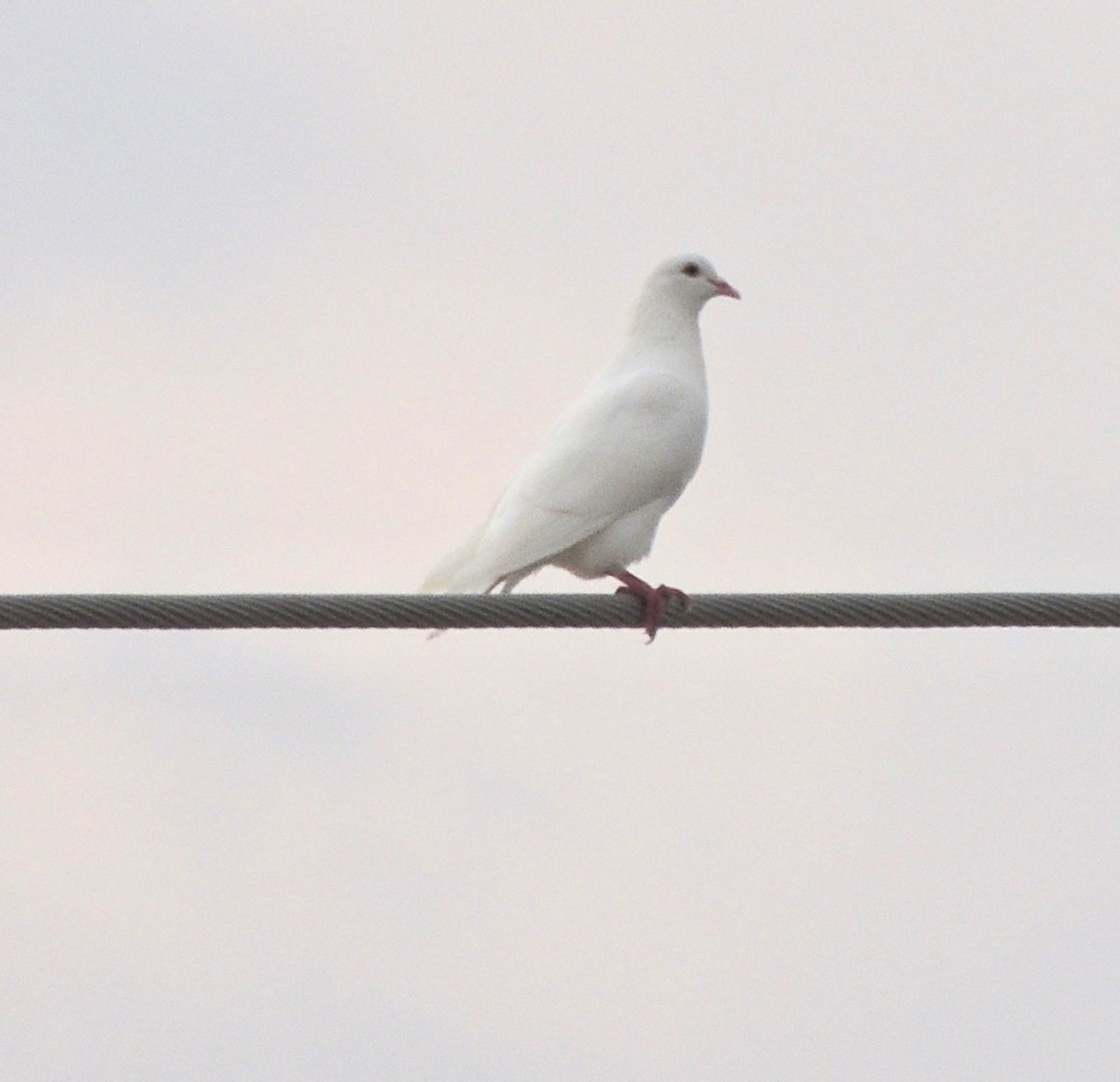 Сизый голубь (Одомашненного типа) - ML619348001
