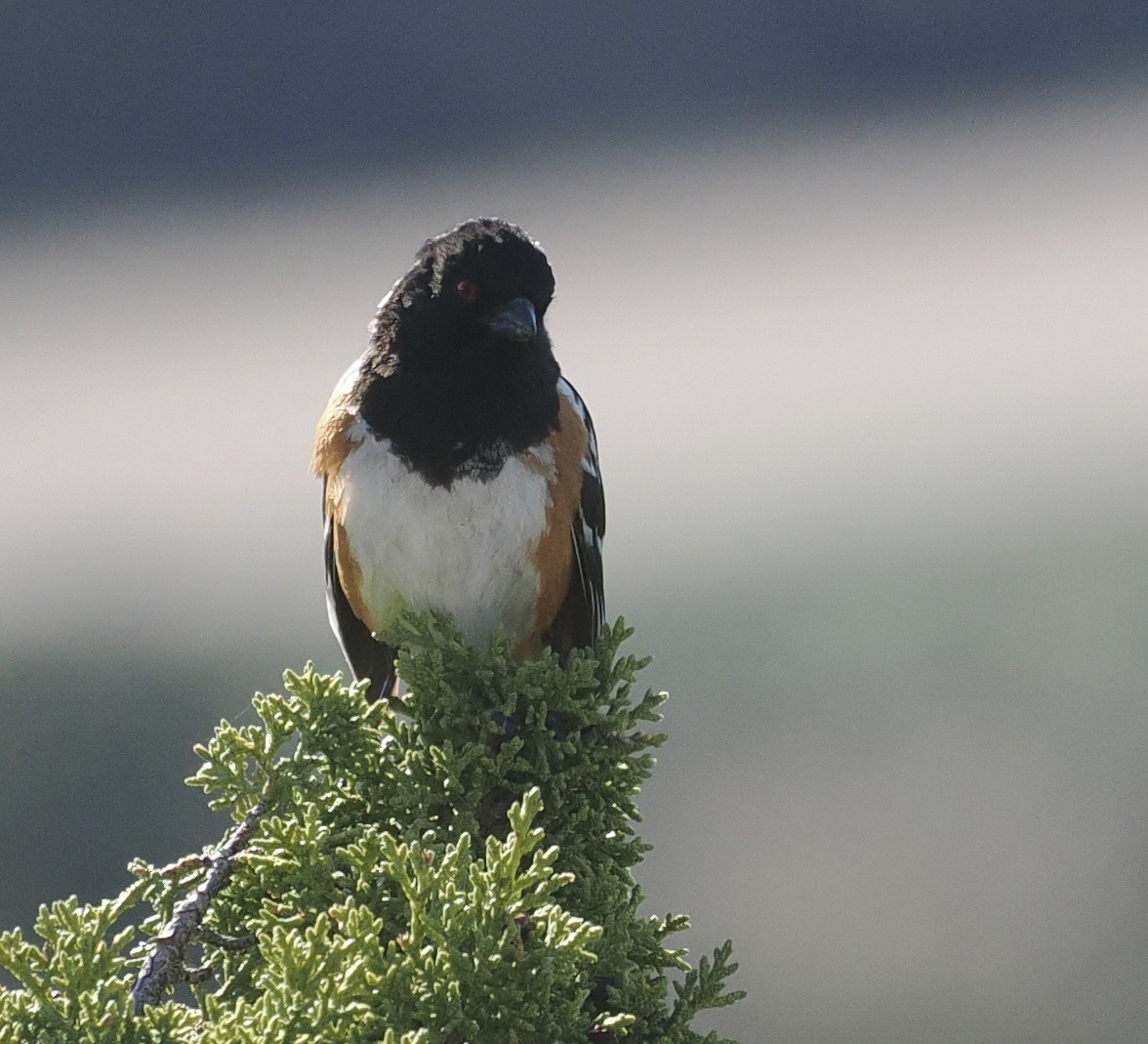 Spotted Towhee - ML619348035
