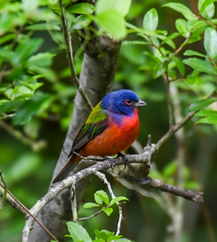 Painted Bunting - ML619348043