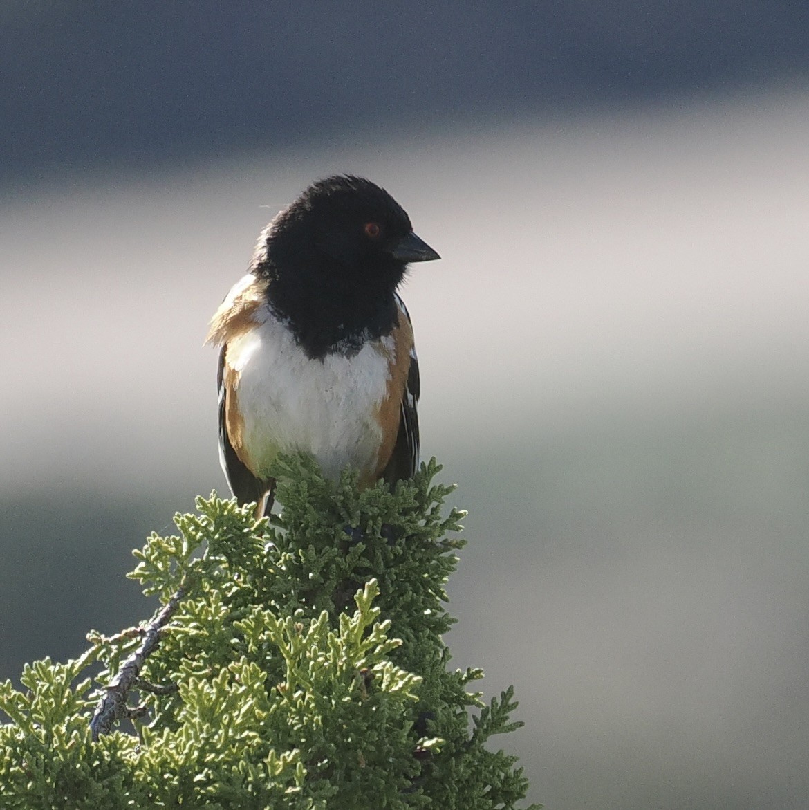 Spotted Towhee - ML619348051