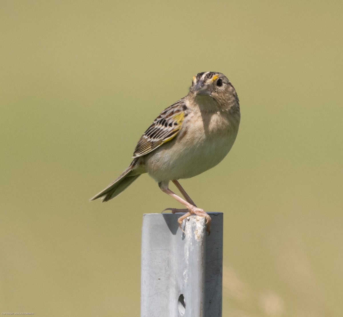 Grasshopper Sparrow - ML619348056