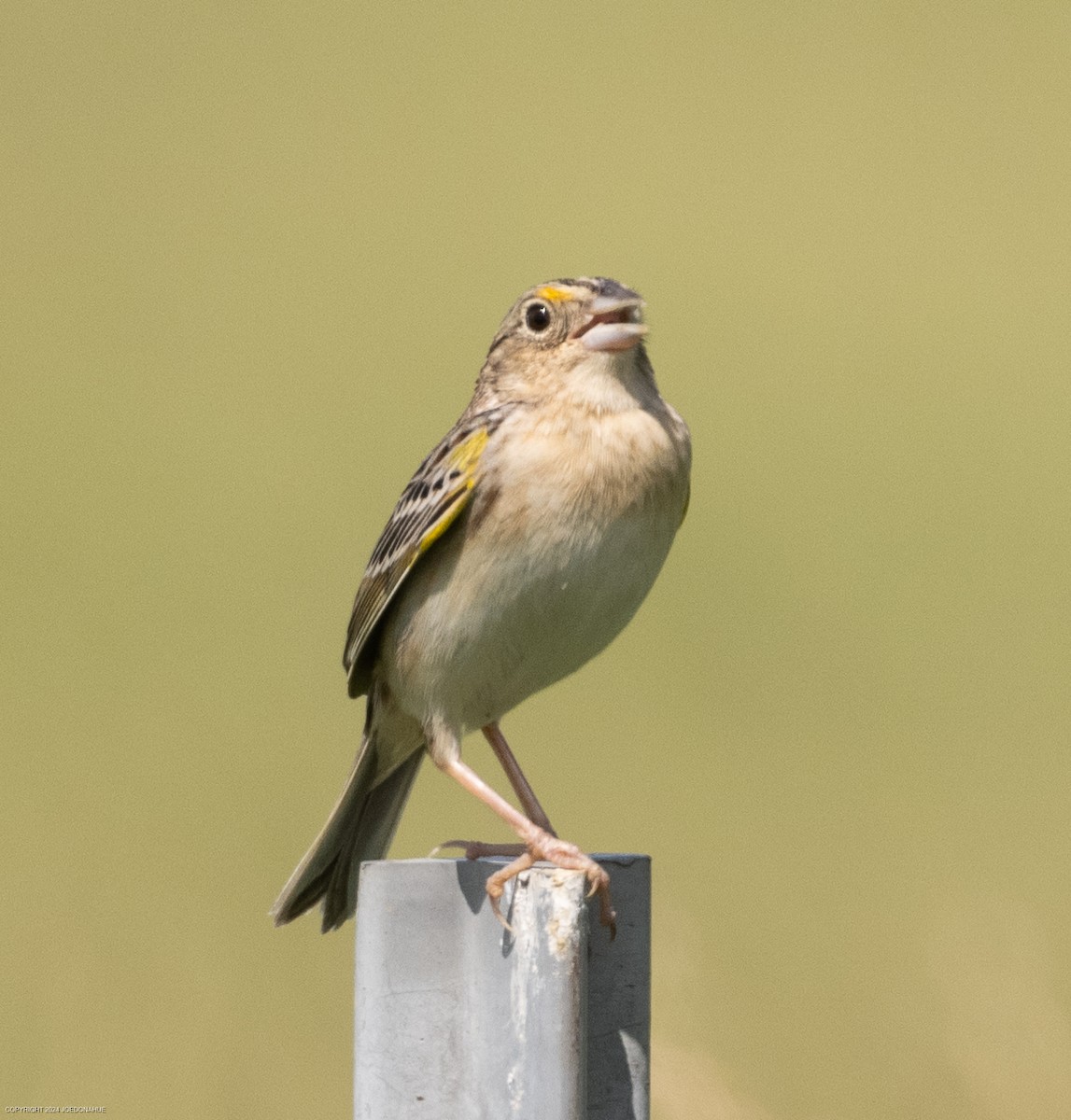 Grasshopper Sparrow - ML619348057