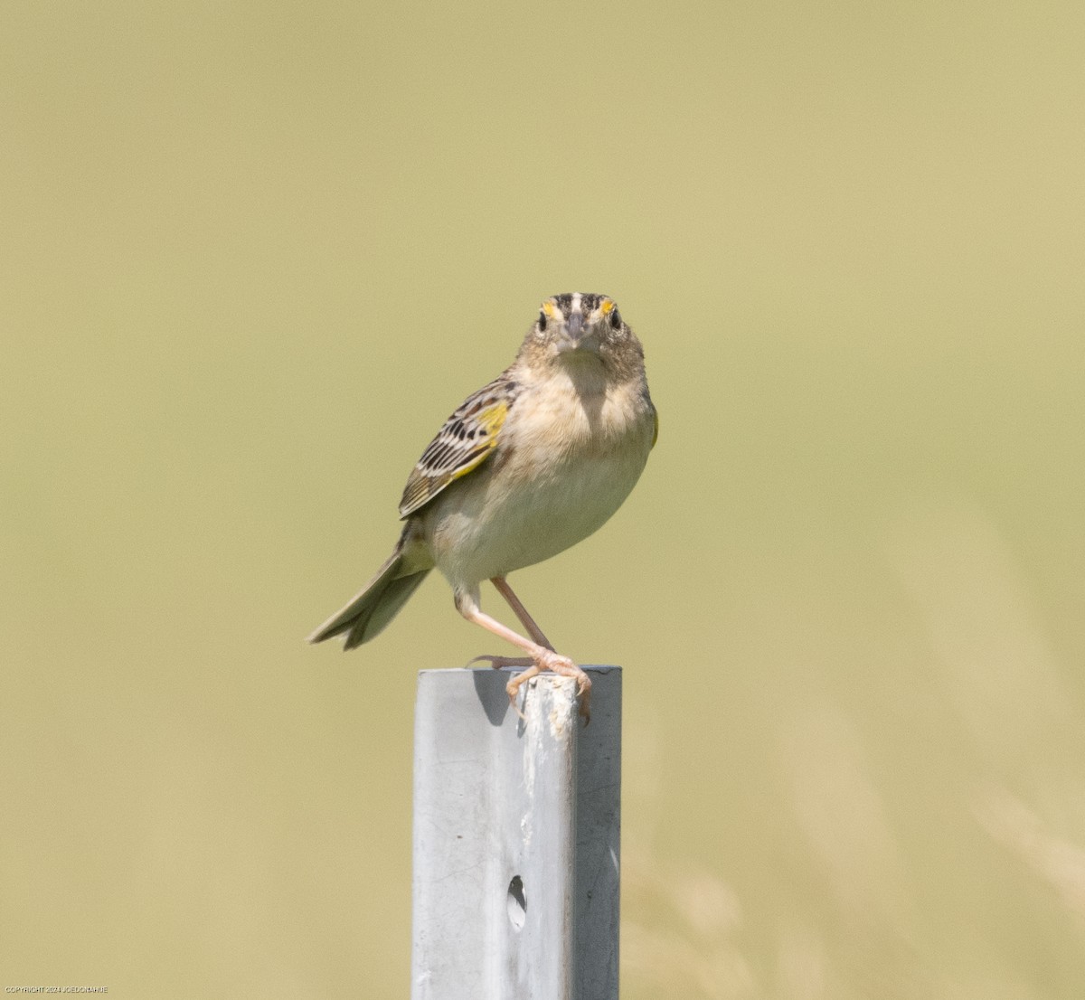 Grasshopper Sparrow - ML619348058