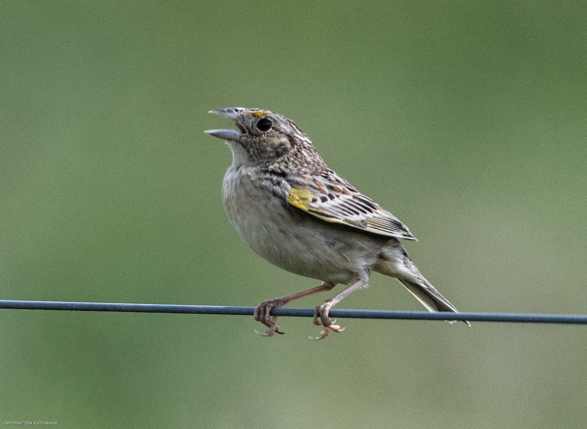 Grasshopper Sparrow - ML619348059