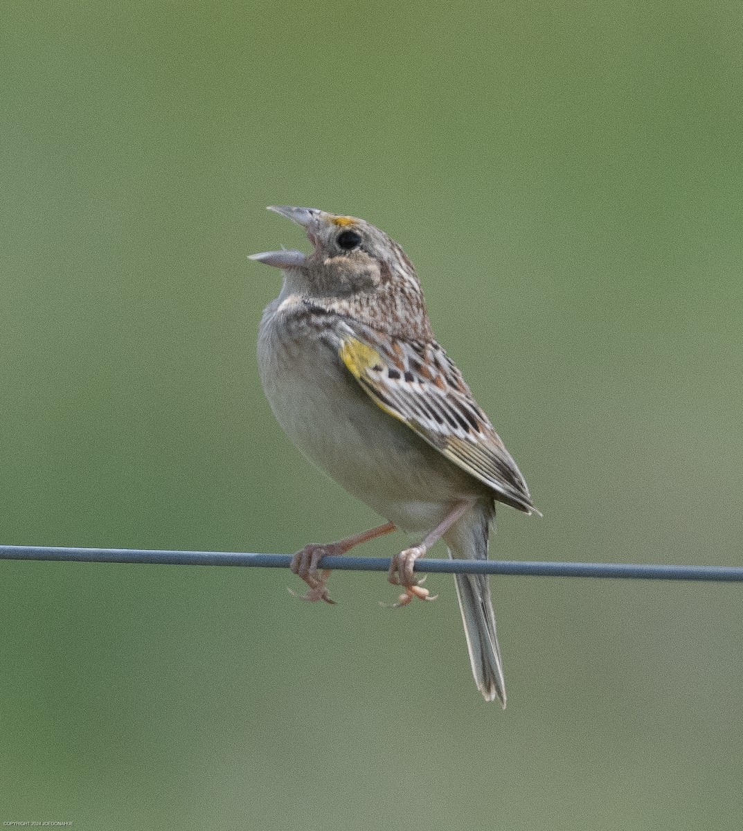 Grasshopper Sparrow - ML619348060