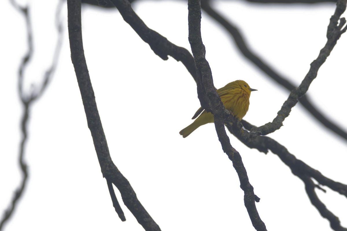 Yellow Warbler - ML619348160